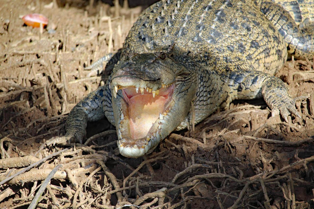 Johnstone River Croc & Wildlife Tour