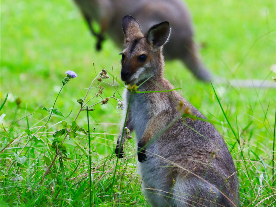 Best Of Wildlife And Birds Tour - Canberra - We Wander