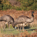 Best Of Wildlife And Birds Tour - Canberra - We Wander