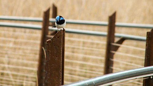 Best Of Wildlife And Birds Tour - Canberra - We Wander