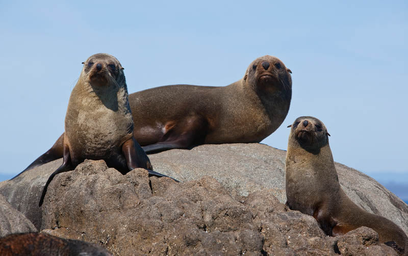 Montague Island Tour Morning