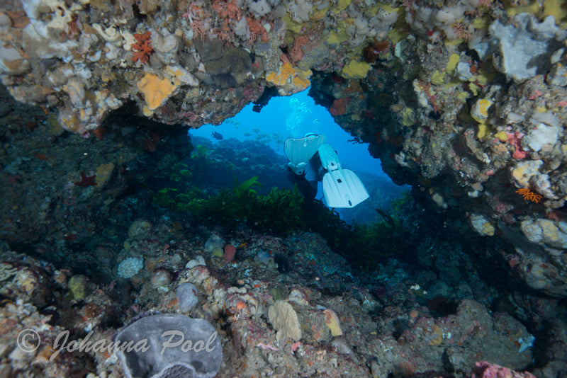 Rottnest Island (Wadjemup) Dive Or Snorkel