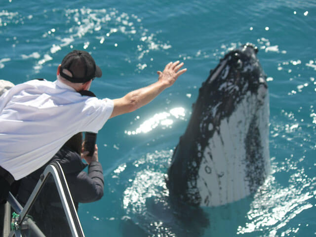 Hervey Bay Whale Watch