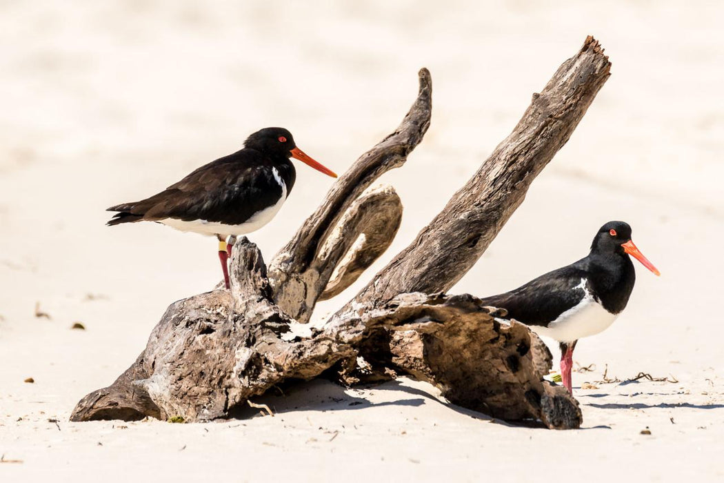 Bribie Island 4Wd Beach & Bunker Tour - We Wander