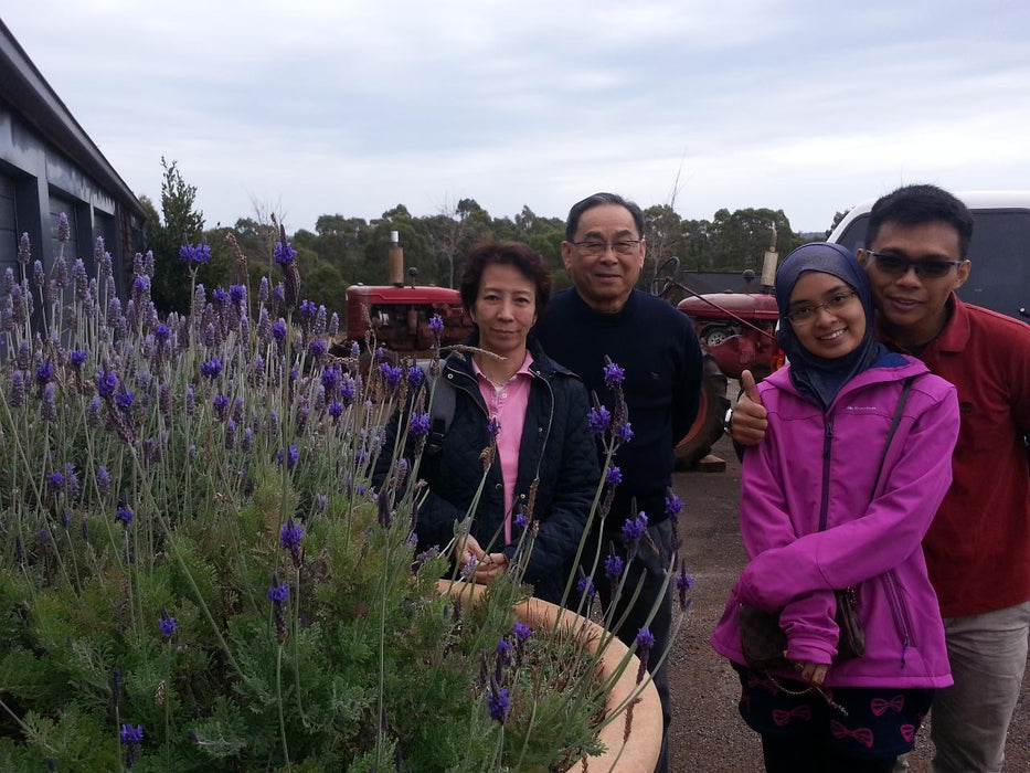 Bridestowe Lavender Farm Shuttle - We Wander