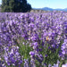 Bridestowe Lavender Farm Shuttle - We Wander