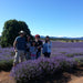 Bridestowe Lavender Farm Shuttle - We Wander