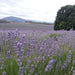 Bridestowe Lavender Farm Shuttle - We Wander