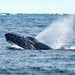 Busselton Whale Watching - We Wander