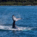 Busselton Whale Watching - We Wander