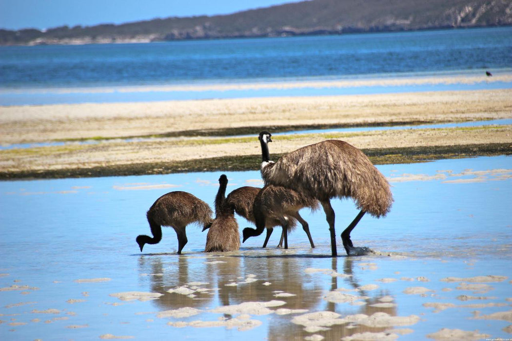 Coffin Bay Oysters, Ocean And Nature Tour - Full Day - We Wander