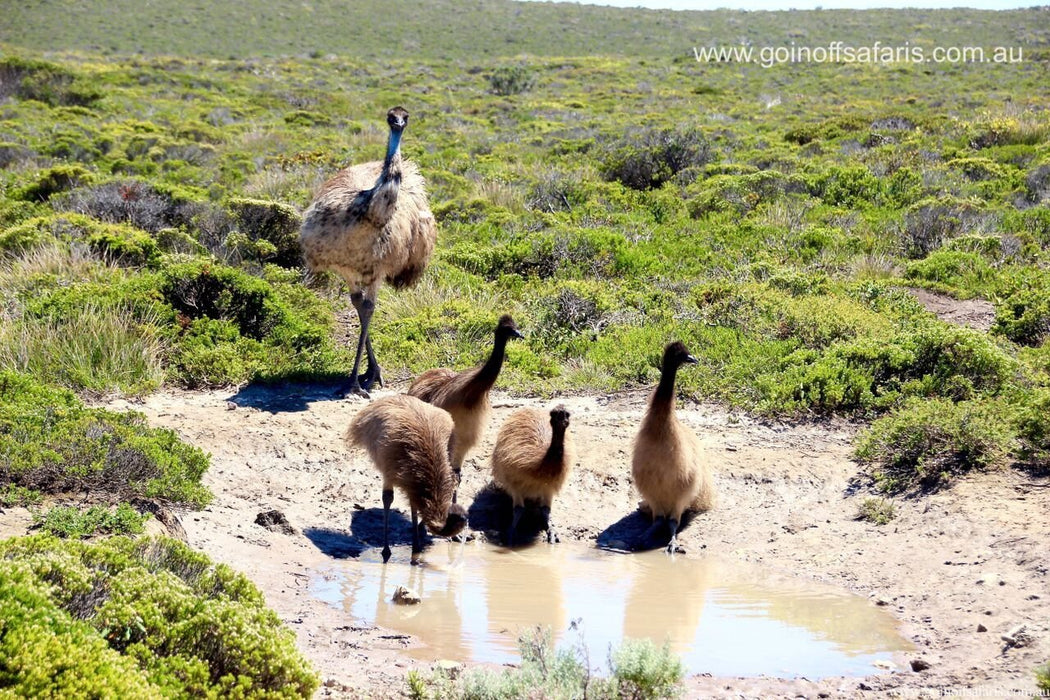 Coffin Bay Oysters, Ocean And Nature Tour - Full Day - We Wander