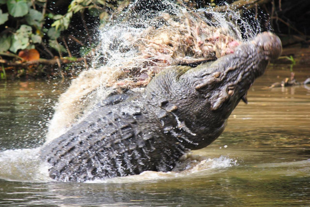 Crocodile Express Daintree Rainforest & Wildlife Cruise From Daintree Ferry Gateway - We Wander