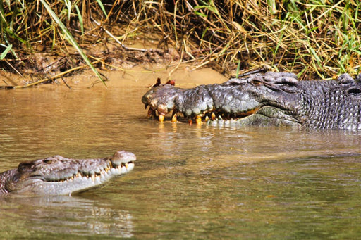 Crocodile Express Daintree Rainforest & Wildlife Cruise From Daintree Ferry Gateway - We Wander