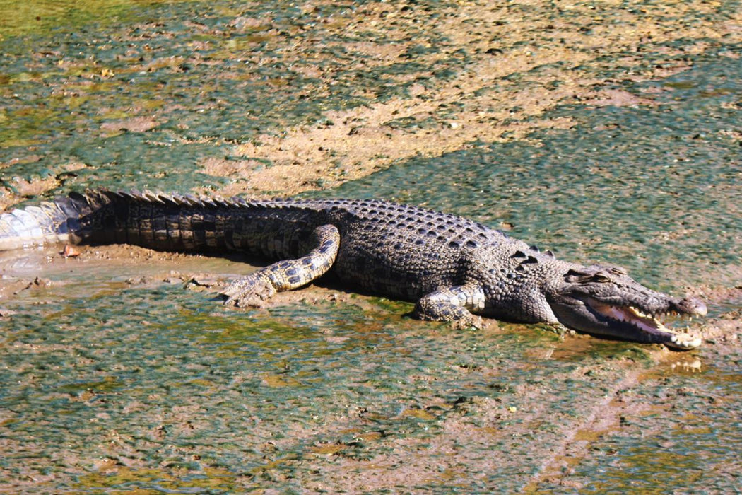 Crocodile Express Daintree Rainforest & Wildlife Cruise From Daintree Village - We Wander