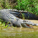 Crocodile Express Daintree Rainforest & Wildlife Cruise From Daintree Village - We Wander