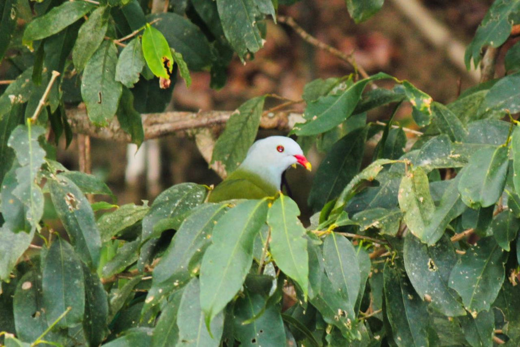 Crocodile Express Daintree Rainforest & Wildlife Cruise From Daintree Village - We Wander