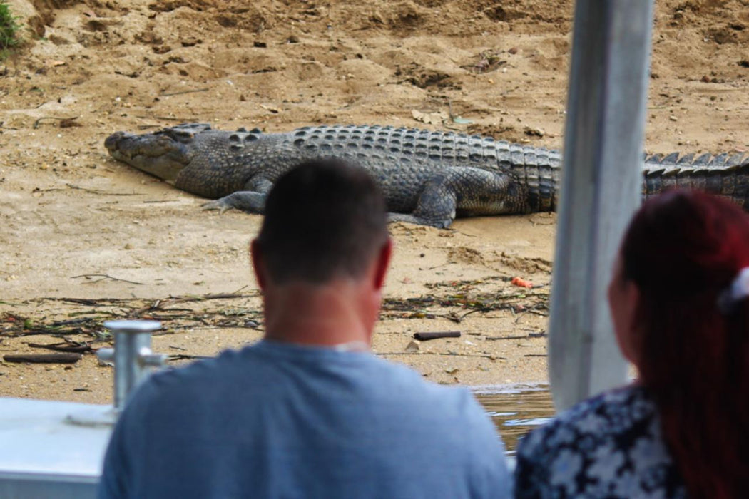 Crocodile Express Daintree Rainforest & Wildlife Cruise From Daintree Village - We Wander