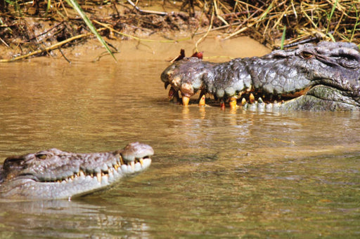 Crocodile Express Daintree River Cruise Daintree Village & Daintree Discovery Centre Unlimited Pass - We Wander