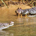 Crocodile Express Daintree River Cruise Daintree Village & Daintree Discovery Centre Unlimited Pass - We Wander