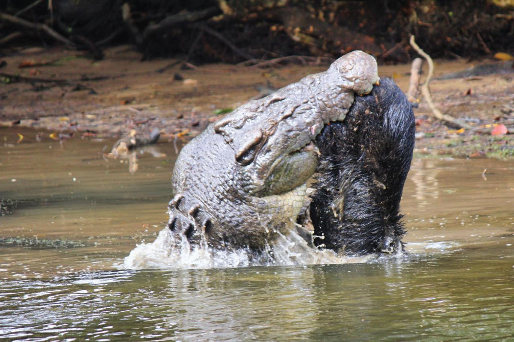 Crocodile Express Daintree River Cruise Daintree Village & Daintree Discovery Centre Unlimited Pass - We Wander