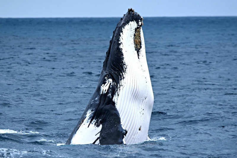 Whale Watch Perth