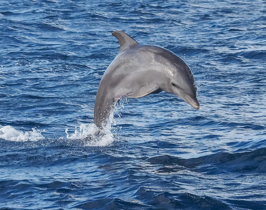 90 Minute Port River Dolphin & Ships Graveyard Cruise