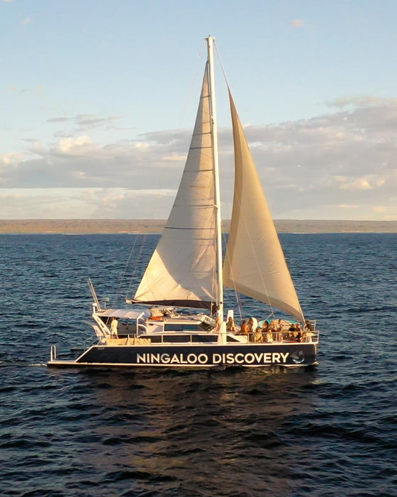 Sunset Sail Or Whale Watching (July-November)