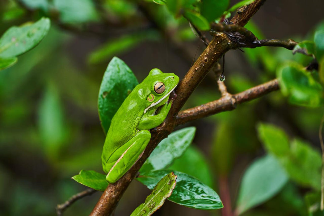 Daintree Rainforest Night Walk Tour - We Wander