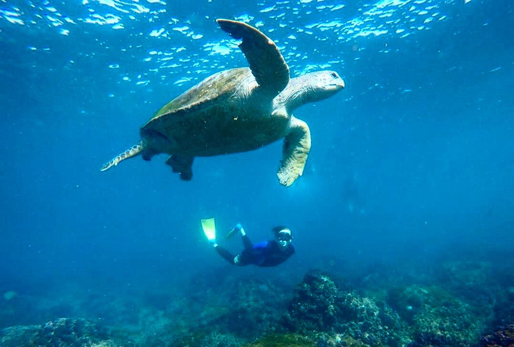 Snorkel With The Turtles In A Private Boat