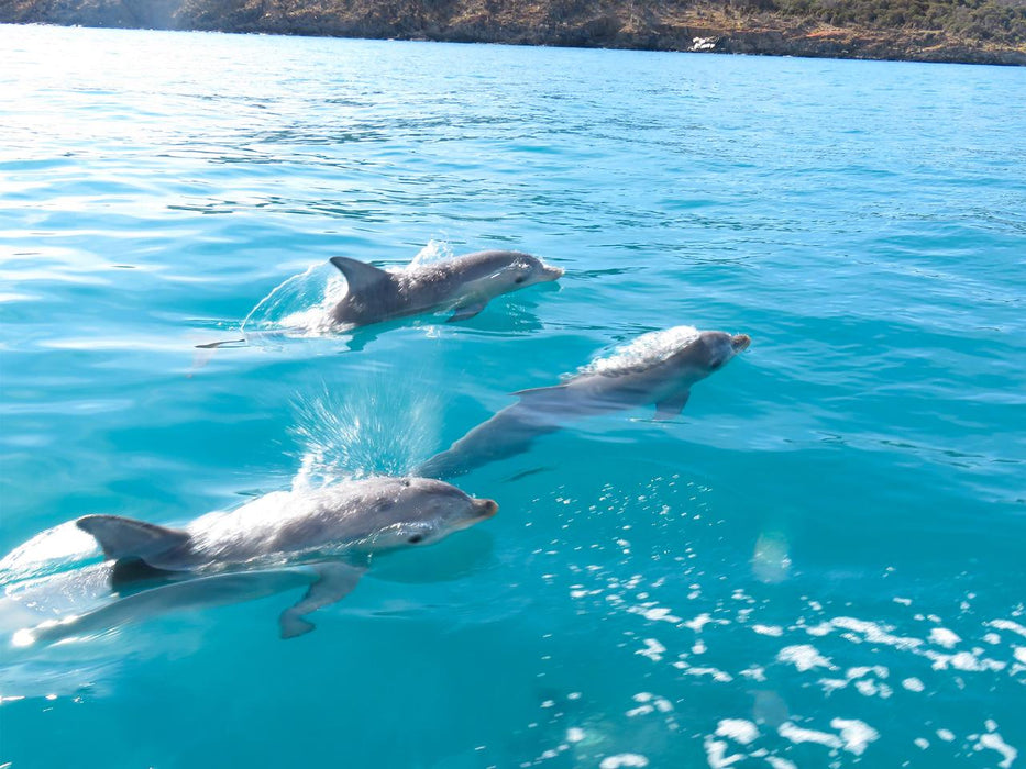 Kangaroo Island Ocean Safari - 2 Hour Swim With Dolphin, Seal & Coastal Snorkelling