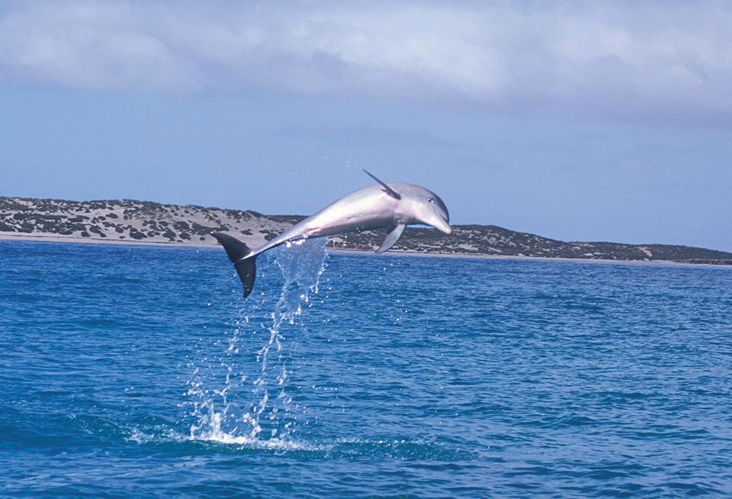 Penguin Island & Mandurah Canal Cruise