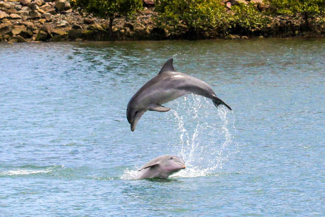 Dolphin Sanctuary & Ships Graveyard Kayak Tour - We Wander