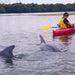 Dolphin Sanctuary & Ships Graveyard Kayak Tour - We Wander