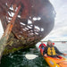 Dolphin Sanctuary & Ships Graveyard Kayak Tour - We Wander