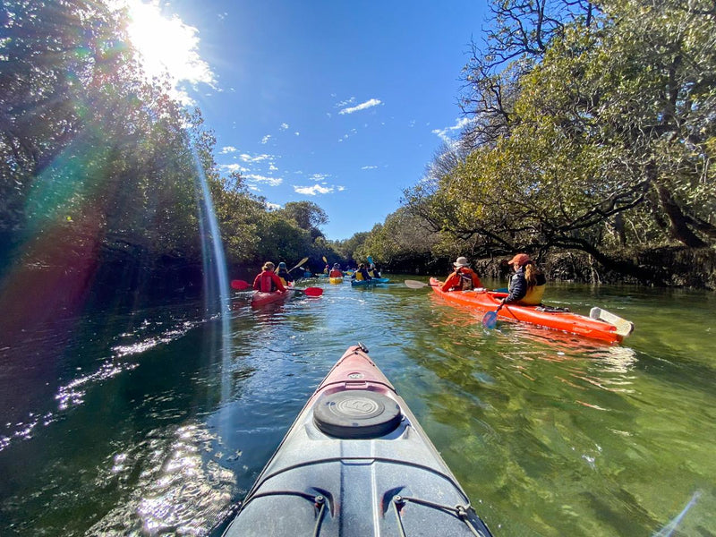 Dolphin Sanctuary & Ships Graveyard Kayak Tour - We Wander