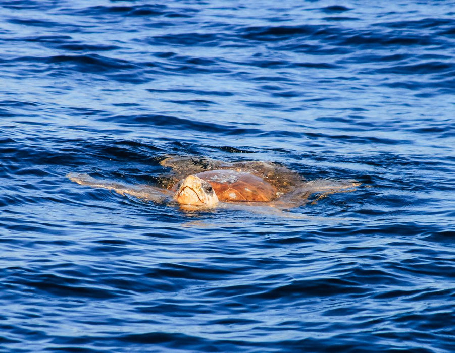 Dolphin Cruise