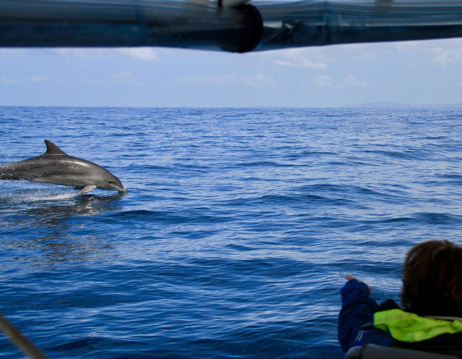 Dolphin Cruise