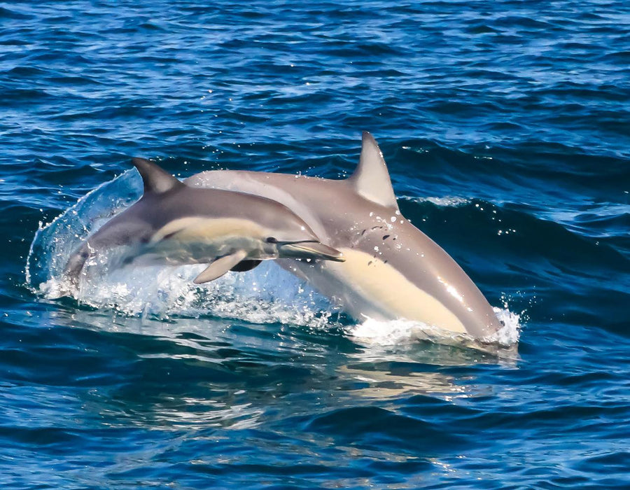 Dolphin Cruise