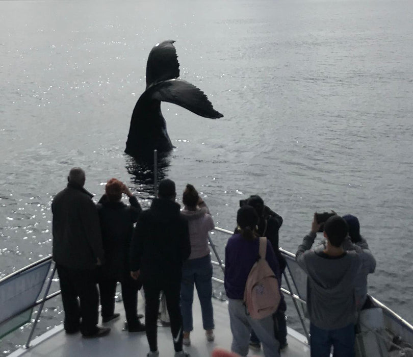 Dunsborough Whale Watching - We Wander