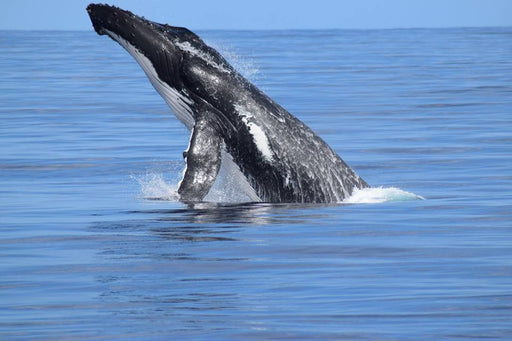 Dunsborough Whale Watching - We Wander