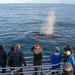 Dunsborough Whale Watching Eco Tours - We Wander