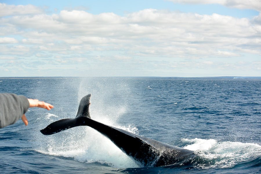 Dunsborough Whale Watching Eco Tours - We Wander