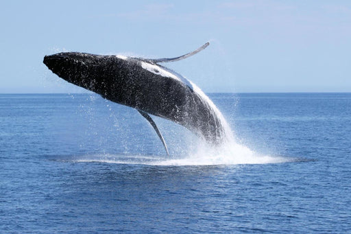 Dunsborough Whale Watching Eco Tours - We Wander