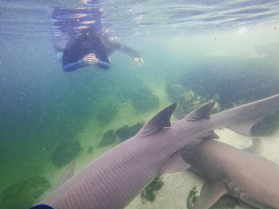 Reef Shark Snorkel With Entry Pass