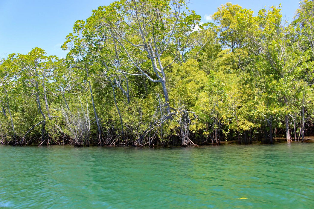 Johnstone River Croc & Wildlife Tour