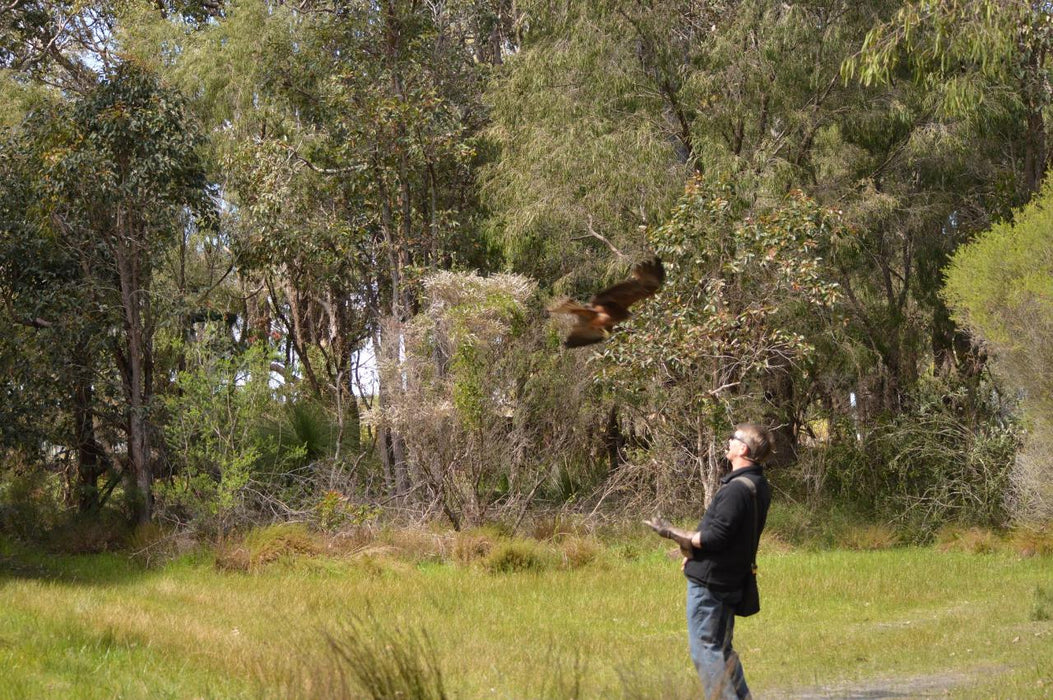 Eagles Heritage Encounters And Birds Of Prey Forest Walk - We Wander