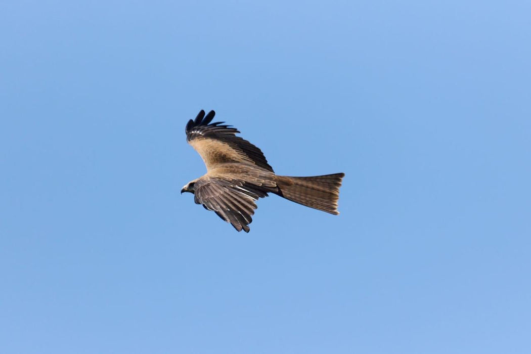 Eagles Heritage Encounters And Birds Of Prey Forest Walk - We Wander