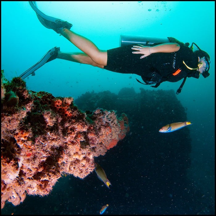 Ex - Hmas Brisbane Double Dive - We Wander