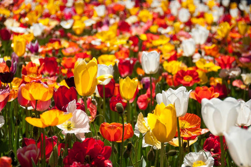 Floriade Tour - We Wander